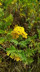 Tanacetum vulgare