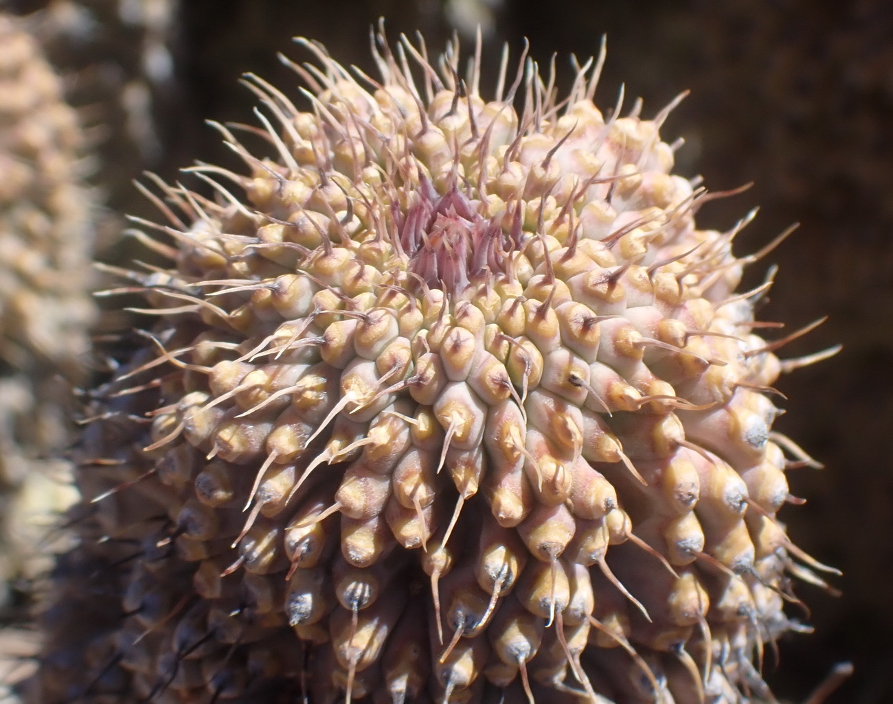 Trichocaulon annulatum N.E.Br. 2