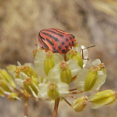 Graphosoma semipunctatum