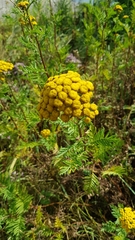 Tanacetum vulgare