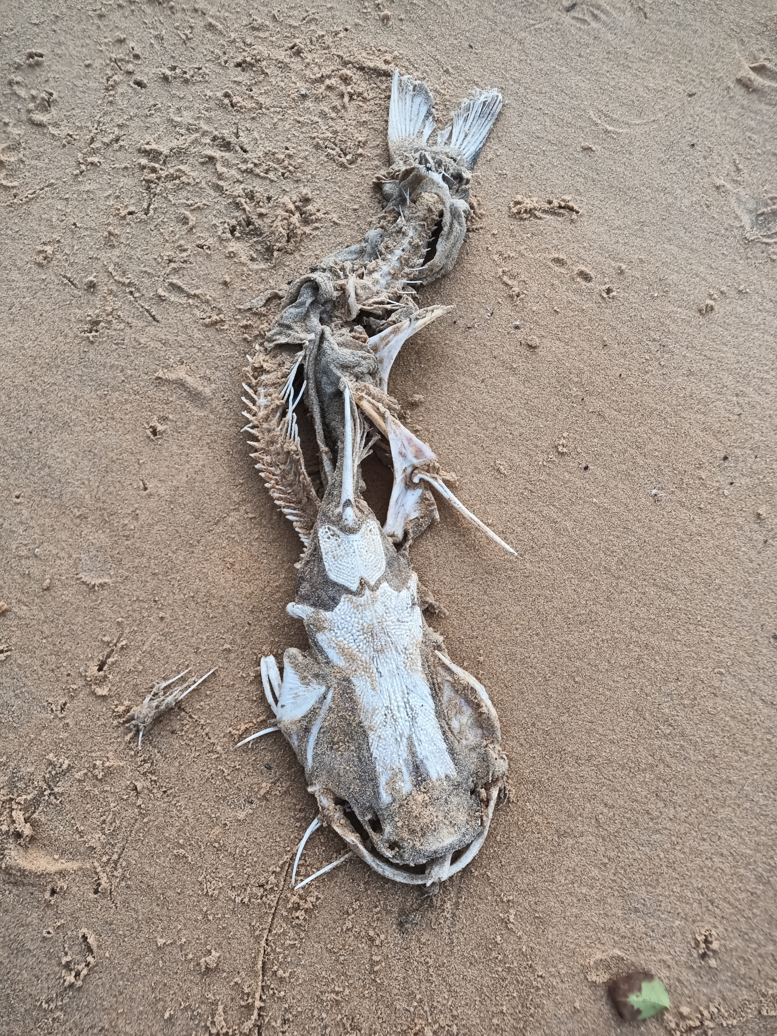 Crucifix Sea Catfish photo 4