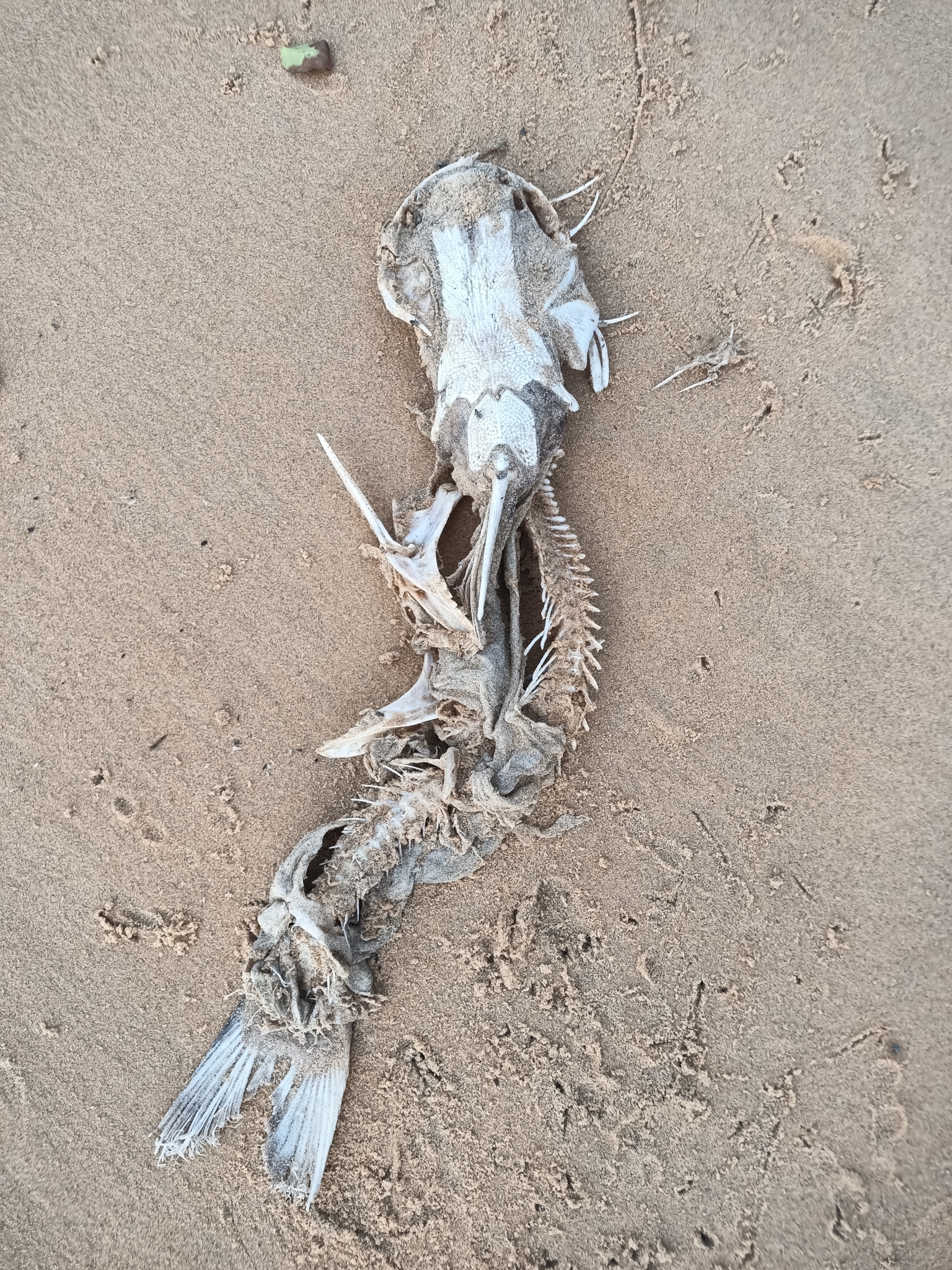 Crucifix Sea Catfish photo 5