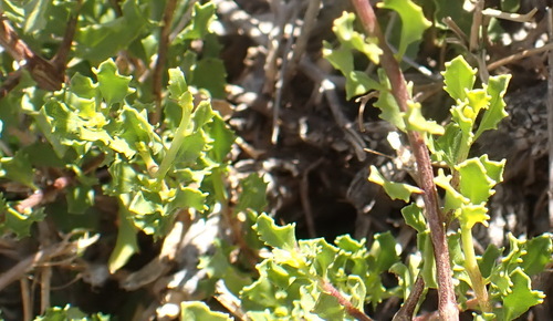 Karoo Draaibos (Pegolettia baccharidifolia)