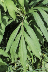 Jacobaea cannabifolia