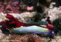 Nembrotha chamberlaini