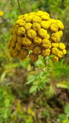 Tanacetum vulgare