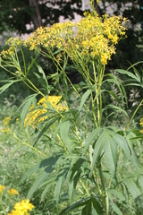 Jacobaea cannabifolia