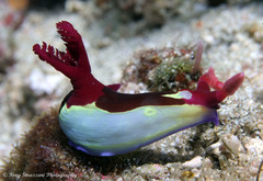 Nembrotha chamberlaini
