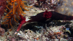 Nembrotha chamberlaini