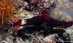Nembrotha chamberlaini