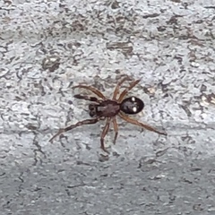 Asagena americana