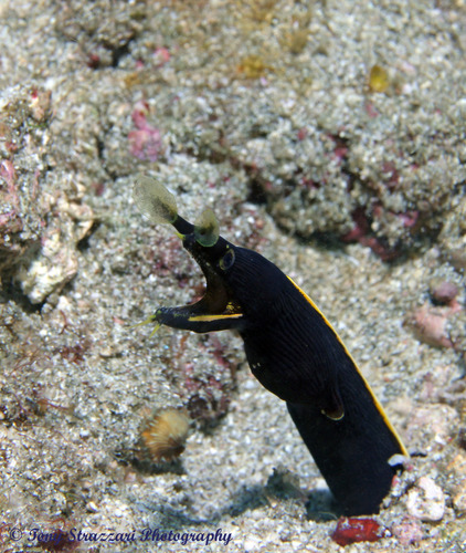 Photo of Ribbon moray (Rhinomuraena quaesita)
