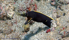 Ribbon Moray photo 2