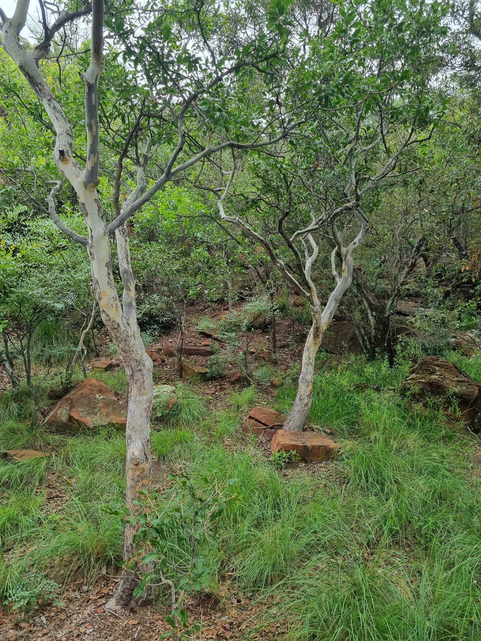 Imagem de Ipê-de-jardim