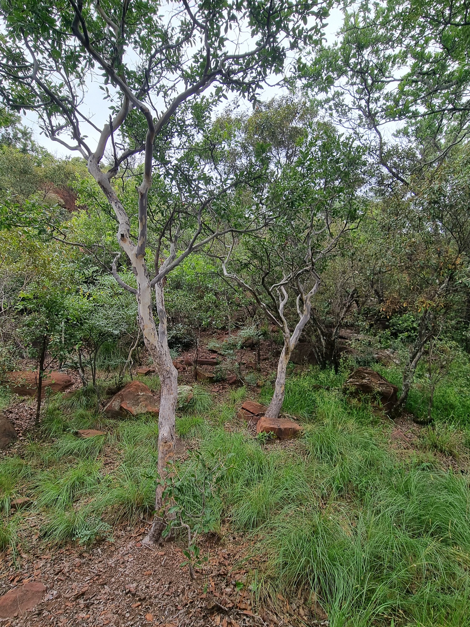 Imagem de Ipê-de-jardim