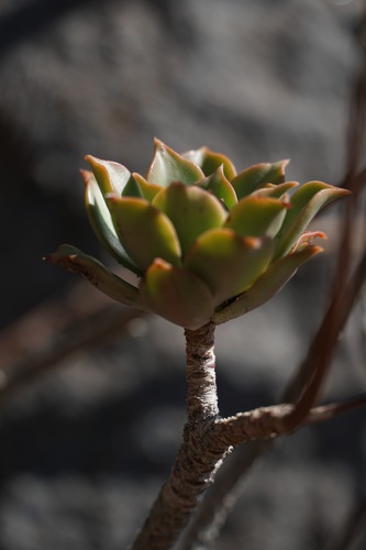 Aeonium decorum