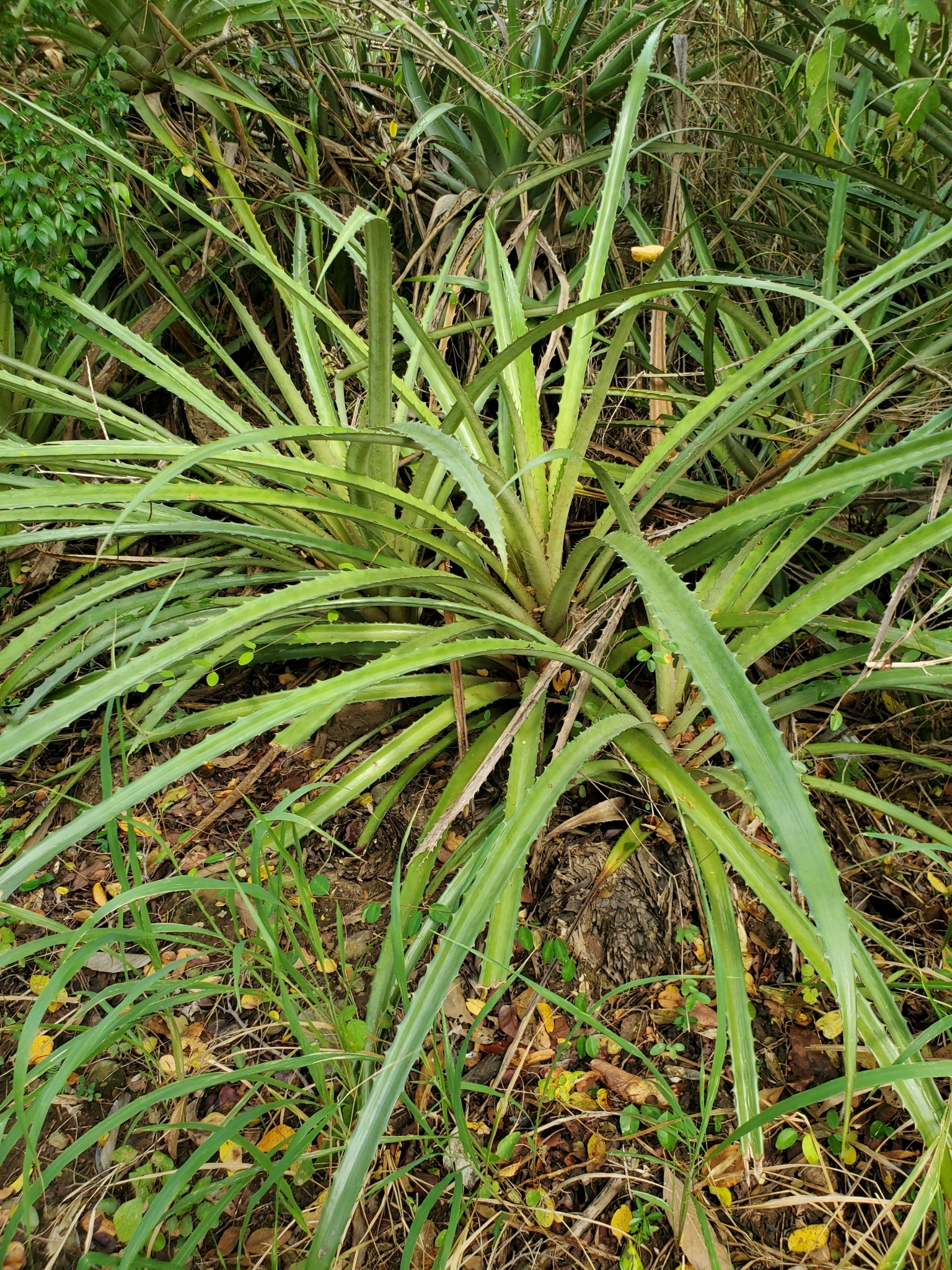 Imagem de Caraguatá