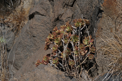 Aeonium decorum