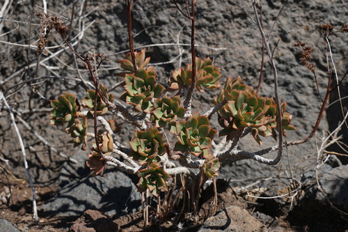 Aeonium decorum