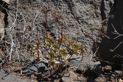Aeonium decorum