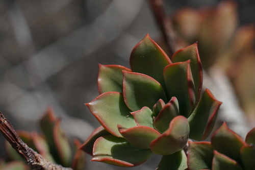 Aeonium decorum
