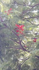 Delonix regia