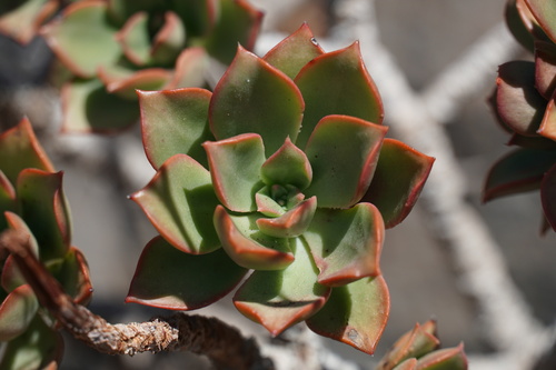 Aeonium decorum