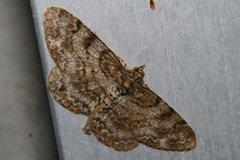 Protoboarmia faustinata