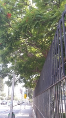 Delonix regia