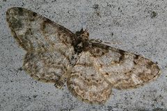 Protoboarmia faustinata
