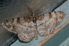 Protoboarmia faustinata