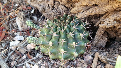 Gymnocalycium schickendantzii