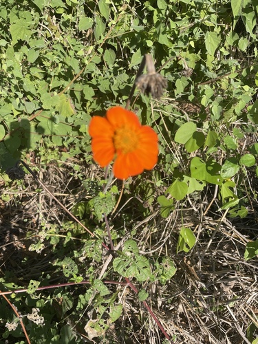 Red Sunflower (Tithonia rotundifolia)