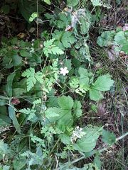 Geranium robertianum