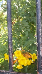 Tecoma stans