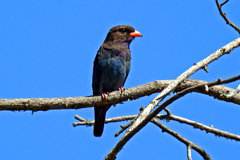 Eurystomus orientalis pacificus
