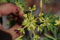 Euphorbia berthelotii, photograph Connor Connolly-Moyls, CC BY, iNaturalist via GBIF