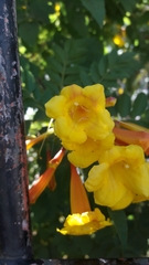 Tecoma stans