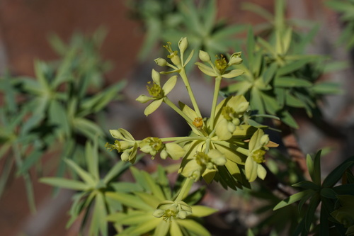 Euphorbia berthelotii, photograph 3