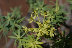 Euphorbia berthelotii, photograph Connor Connolly-Moyls, CC BY, iNaturalist via GBIF