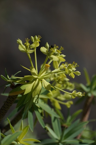 Euphorbia berthelotii, photograph 4