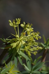 Euphorbia berthelotii, photograph Connor Connolly-Moyls, CC BY, iNaturalist via GBIF