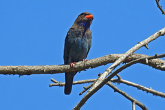 Eurystomus orientalis pacificus