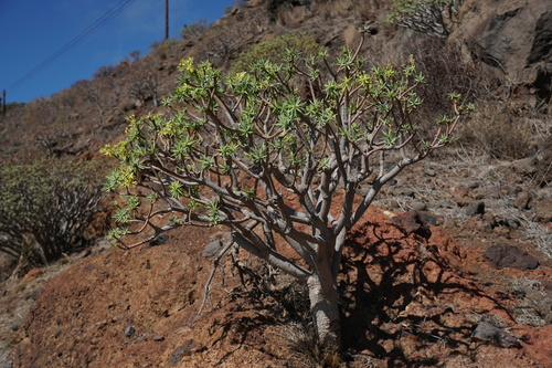 Euphorbia berthelotii