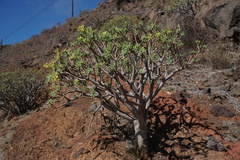Euphorbia berthelotii