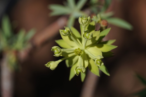 Euphorbia berthelotii, photograph 5