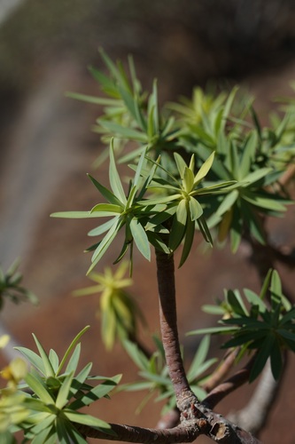 Euphorbia berthelotii, photograph 6