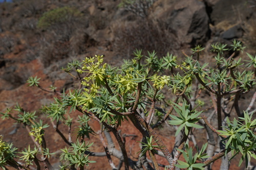 Euphorbia berthelotii, photograph 1
