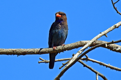 Eurystomus orientalis pacificus
