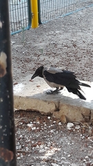 Corvus cornix